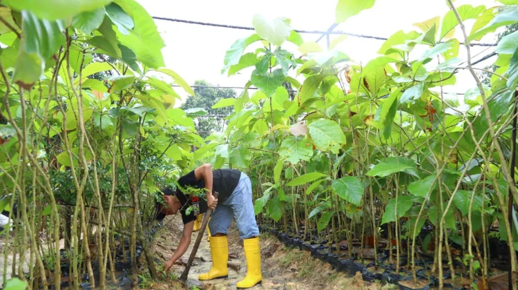 Memilih Jenis Pohon Peneduh yang Tepat untuk Lingkungan
