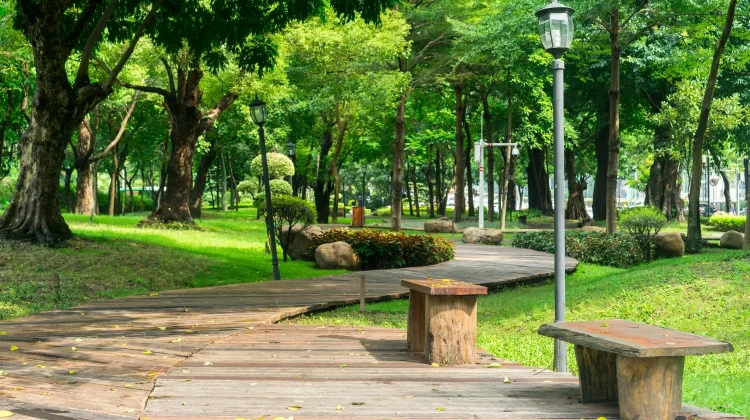 Pohon Peneduh Menambah Ruang Hijau di Perkotaan