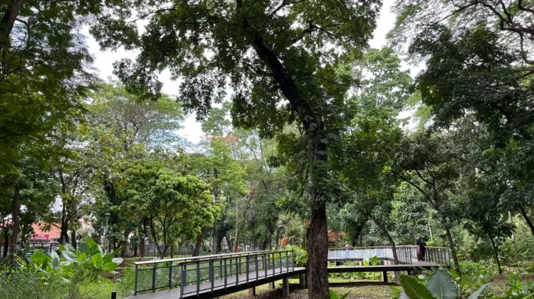 Pohon Peneduh untuk Taman dan Ruang Publik