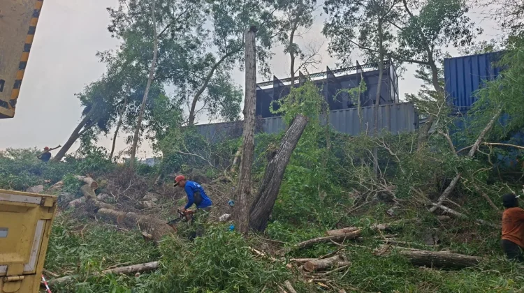Pohon Berisiko Tumbang di Tiban Hill Dipangkas untuk Cegah Bahaya