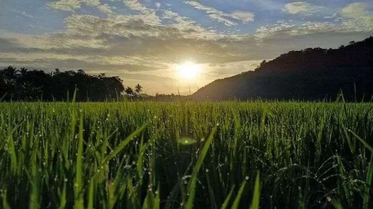 Peran Cahaya Matahari dalam Pertumbuhan Tanaman