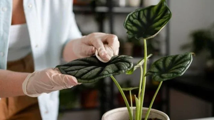 Pentingnya Membersihkan Daun Tanaman