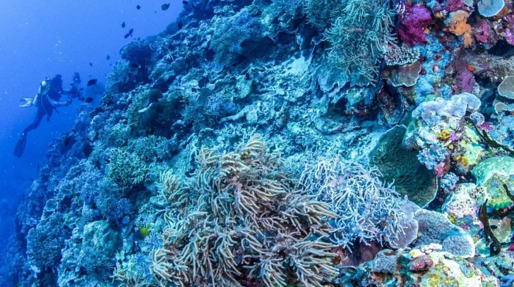 Wakatobi, Surga Bawah Laut dengan Spot Diving Kelas Dunia