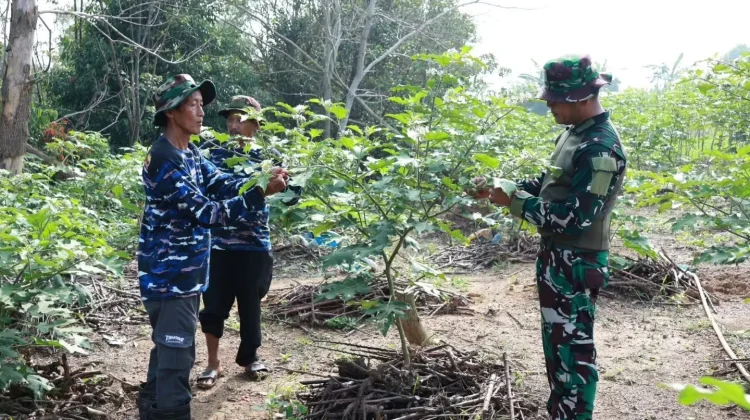 Lanud Hang Nadim Perkuat Ketahanan Pangan Bersama Poktan Camar