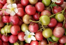 Buah Kersen, Si Kecil Kaya Manfaat Kesehatan