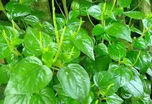 Daun Sirih Cina, Herbal Alami Kaya Khasiat