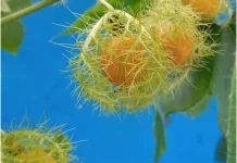 Mengenal Rambusa: Buah Legend yang Sudah Langka