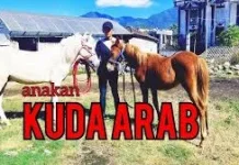 Awal Peringatan Hari Kuda Arab Nasional