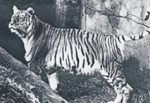 Harimau Bali, Jejak Sang Raja Hutan yang Kini Tinggal Kenangan