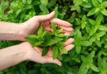 Mengenal Daun Stevia, Manis Alami dari Alam