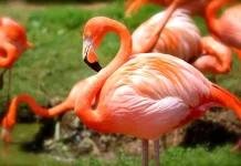Si Cantik Berwarna Merah Muda dari Negeri Rawa