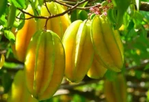 Beragam Manfaat Jus Belimbing bagi Kesehatan