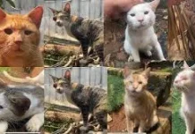 Pentingya Hari Penyelamatan Kucing Internasional
