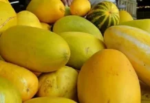 Timun Suri, Buah Segar yang diburu saat Ramadan