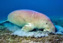 Keanekaragaman Satwa Liar di Pulau Batam