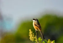 Mengamati Burung Ternyata Memiliki Manfaat bagi Fungsi Otak