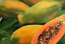 Lima Kelompok Sebaiknya Hindari Pepaya