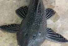 Ikan Sapu-Sapu Jadi Menu Santapan di Negara Ini
