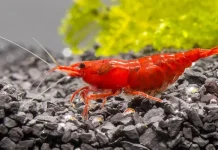 Peran Udang Hias dalam Menjaga Keseimbangan Ekosistem Akuarium