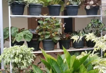 Cara Menjaga Tanaman Tetap Hidup di tengah Cuaca Terik