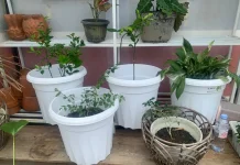 Rahasia Komposisi Media Tanam Adaptif