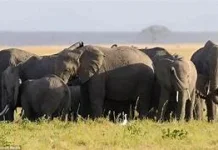 Penelitian Terbaru, Gajah Sebut Nama saat Panggil Sesamanya