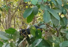 Ular Cincin Emas, Si Eksotis dari Hutan Mangrove