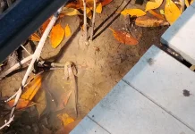Ikan Glodok, Si Unik Penjelajah Darat dan Air