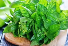 Beberapa Daun Baik untuk Atasi Asam Lambung Tinggi