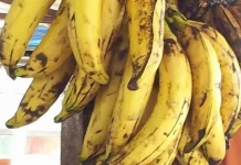 Bahaya Konsumsi Pisang Berlebihan
