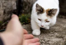 Pria Penyiksa Kucing di Singapura Divonis 31 Bulan Penjara