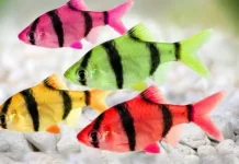 Mengenal Karakteristik Ikan Sumatra Tetra