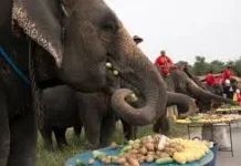 Hari Menyelamatkan Gajah atau Save the Elephant Day di Thailand
