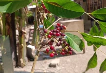 Buah Salam : Kecil, Unik, dan Kaya Manfaat