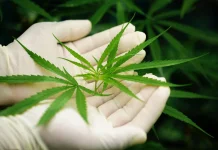 Warga Portugal Ditangkap Selundupkan Ganja di Bandara Changi
