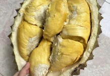 Durian Bawor, Primadona Lokal dari Banyumas