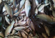 Ikan Kembung atau Ikan Lele? Kenali Kandungan Gizinya sebelum Memilih