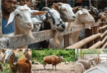 Memahami Perbedaan Sapi, Kambing, dan Domba sebagai Hewan Kurban