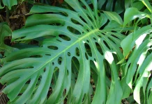 Tanaman Hias Monstera Masih Jadi Favorit Pecinta Tanaman