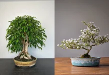 Bonsai Kembali Populer di Kalangan Anak Muda