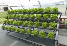 Hidroponik Jadi Solusi Berkebun di Lahan Sempit