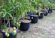 Tanaman Buah dalam Pot Semakin Banyak Dibudidayakan