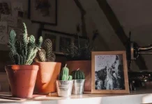 Cari Dekoras Minimalis? Kaktus Bisa Jadi Pilihan