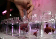 Mudah Dipelihara, Ikan Cupang Tetap Diminati