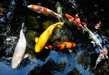 Ikan Koi Masih Jadi Primadona Pecinta Kolam Hias