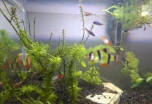 Keindah Neon Tetra untuk Aquascape