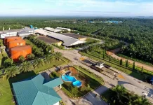 PT Sawit Sumbermas Sarana (SSMS) Umumkan Pembagian Dividen Rp800 Miliar untuk Tahun