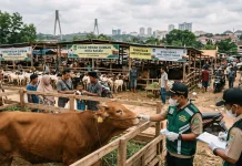 Dinas Ketahanan Pangan kota Batam Pastikan Stok & Kualitas Hewan Kurban Aman