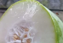 Buah Kundur dan Manfaatnya