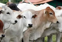 Ingat 3 Hal Ini ketika Memilih Hewan Qurban